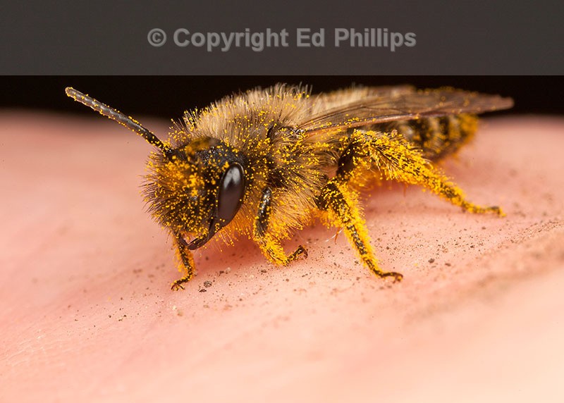 Andrena flavipes (m)