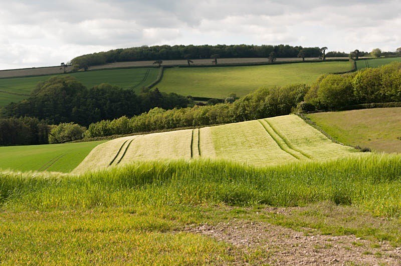 Spring green - Landscape
