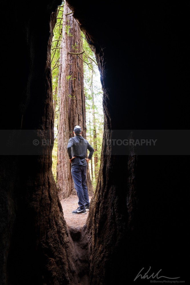 DSC_2755 - Trees