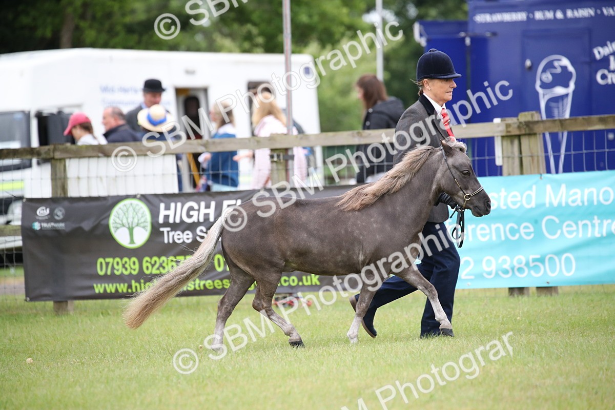 SBM_03868 - Class 23-25 - British Miniature Horse of the Year