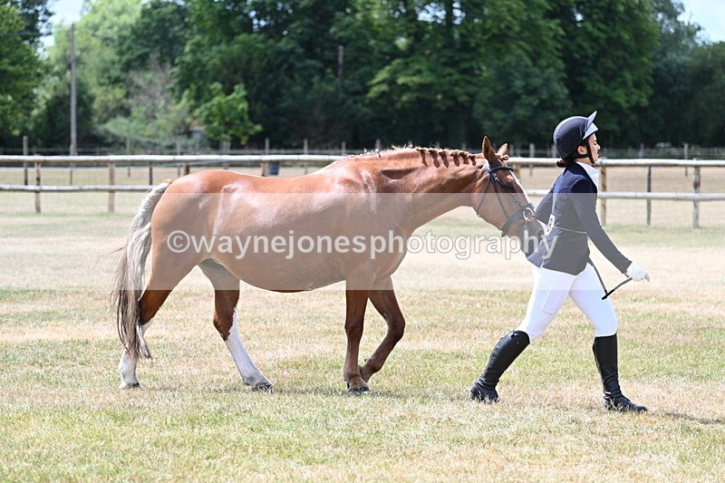 WJ7_1955 - Class 4a Prettiest Mare 14.2hh and over hand
