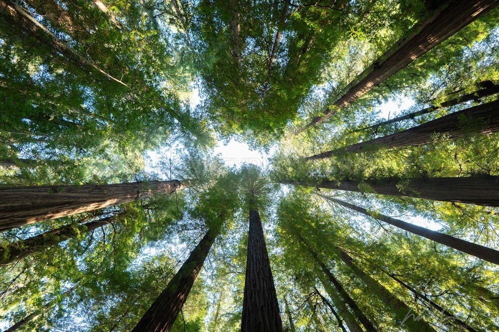 DSC_2723 - Trees