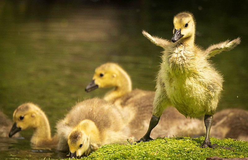 'Commended image' of Goslings - IGPOTY (International Photographic competition) 1st PLACE