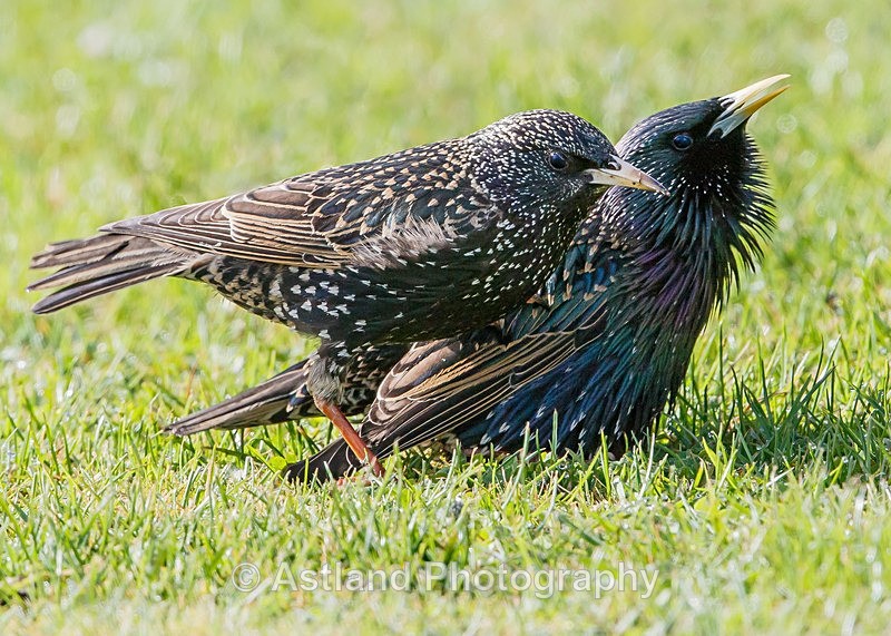 Astland Photography, Bird and Wildlife Images, Susan and Peter Wilson, U.K.