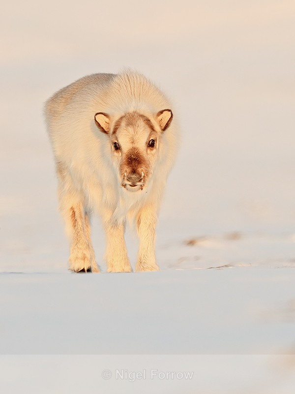 Reindeer calf front, Svalbard, Norway - Reindeer