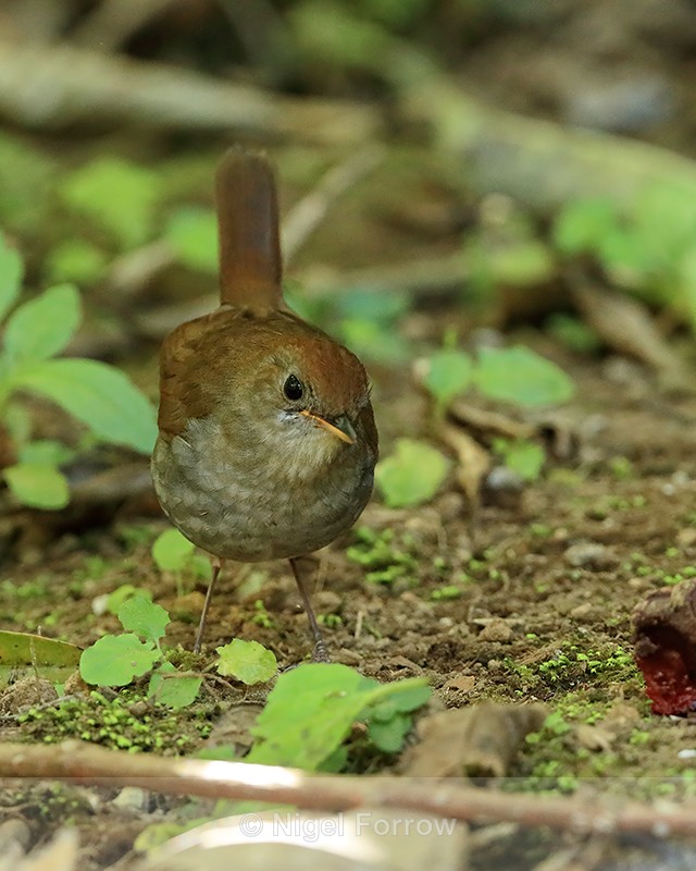 Ruddy-capped Nightingale-Thrush front, Costa Rica - Ruddy-capped Nightingale-Thrush