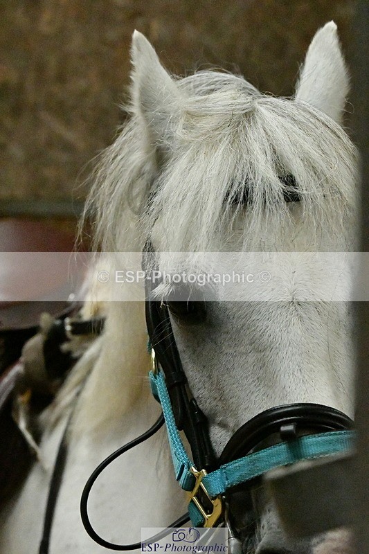 230804A-095728-01541 - Stable Shots