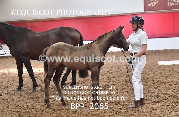 BPP_2065 - AFTERNOON 12.30 - 3.30PM