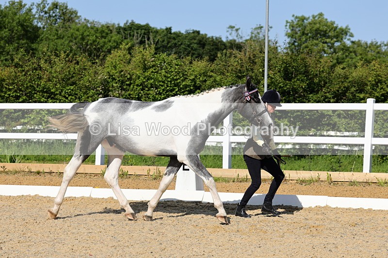 1X9A0737 - Class 4: Youngstock 1, 2, 3 year old to exceed 153cm