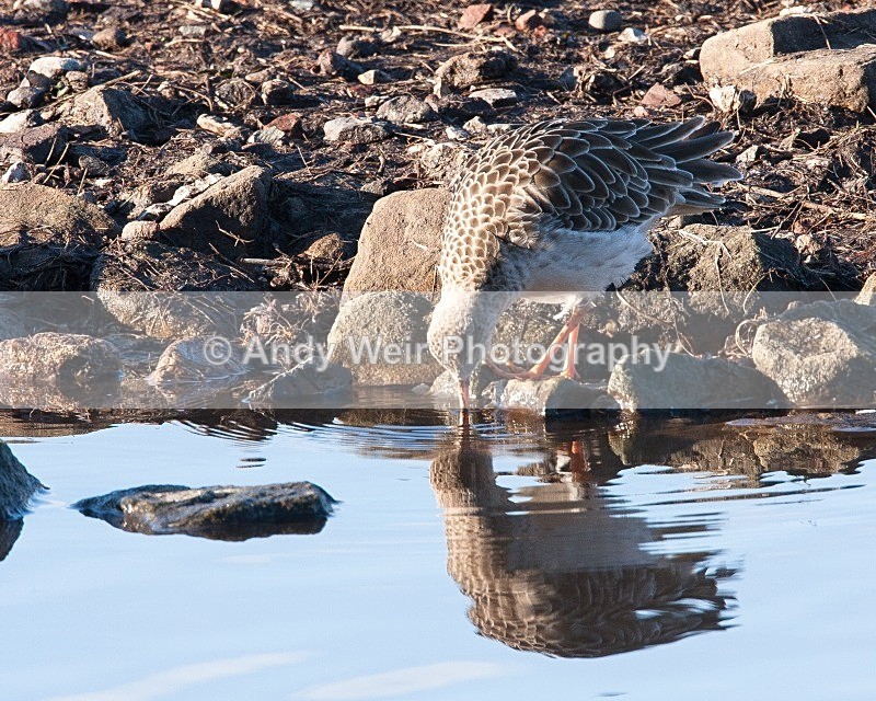 20081128-IMG_0867 136 - Ruff