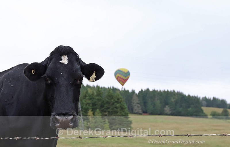Atlantic International Balloon Fiesta Sussex New Brunswick - Atlantic International Balloon Fiesta