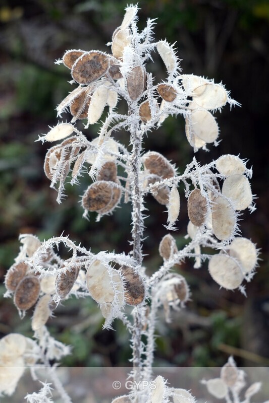 Frosty Honesty - Wildlife And Nature