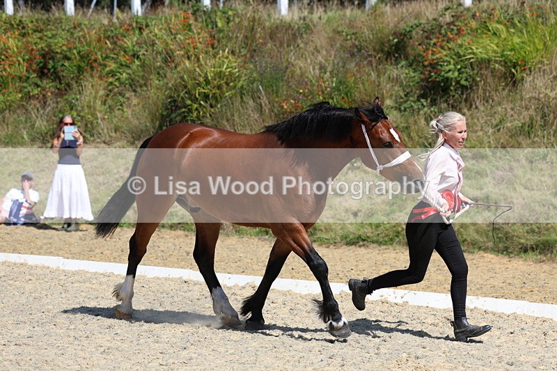 3E7A9824 - In Hand Championship