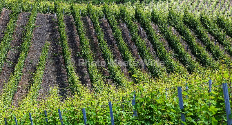  - Vineyards & Vines / Weinberge & Reben