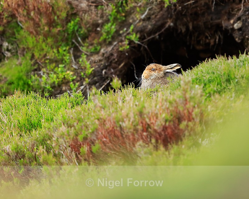 Mountain Hare, Findhorn Valley, Scotland - Hare