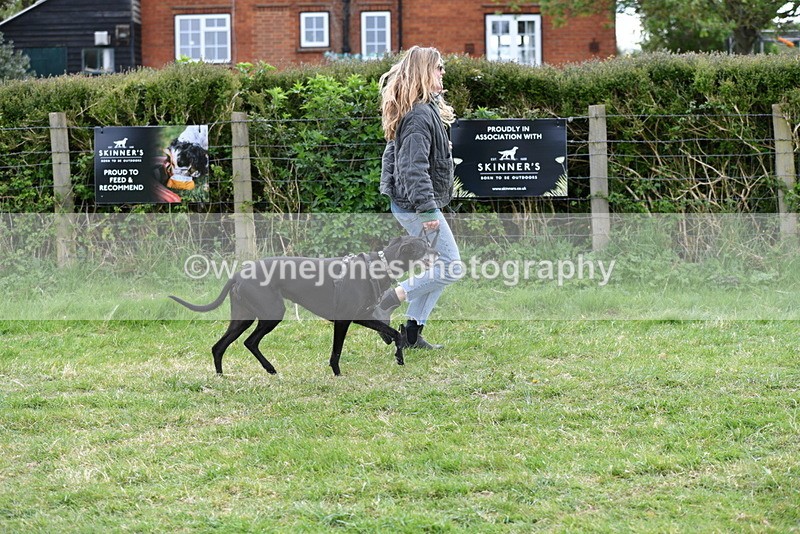 WJ5_9138 - Class 1 Best Cross Breed / Heniz 57