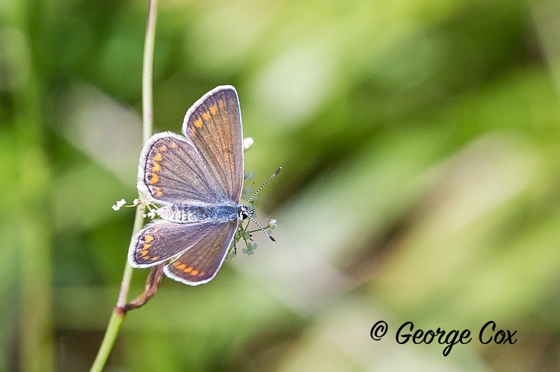 silver studded blue pyrenees