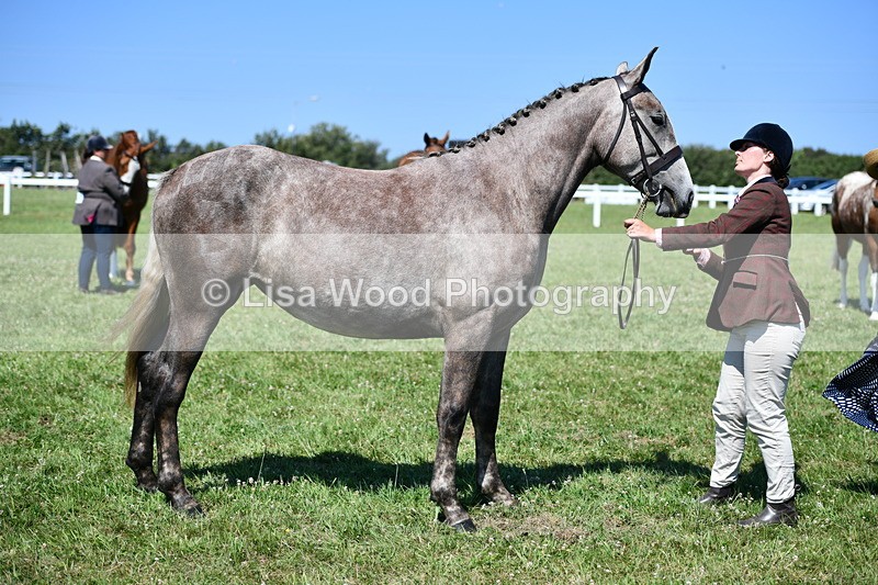 DSC_6793 - Class 57: Hunter/Riding Horse/Hack 1, 2 & 3 yr olds