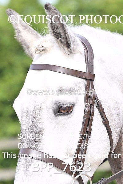 BPP_7623 - RING 1  (RIDDEN HORSES / IN HAND / VETERAN ETC)