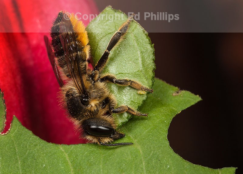 Megachile centuncularis (f)