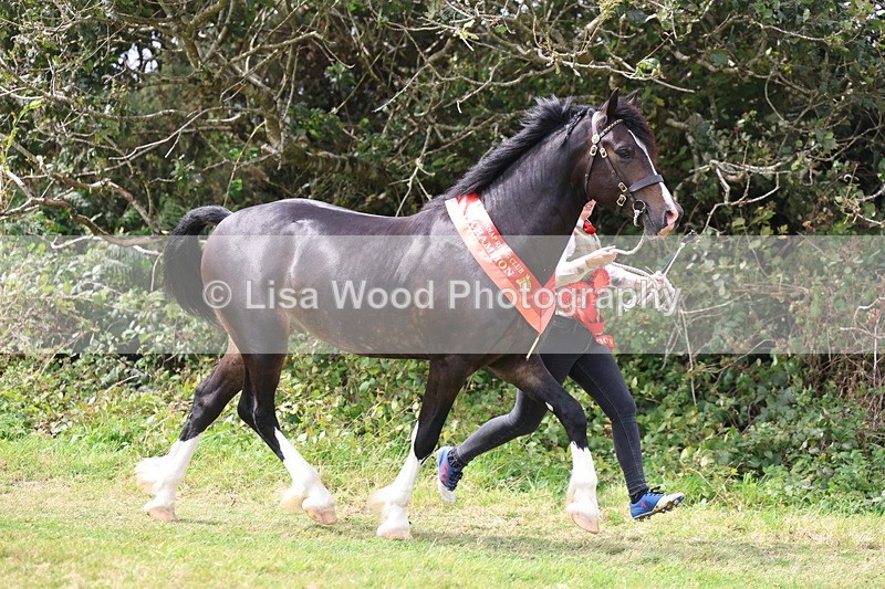 3E7A5780 - In Hand Championship