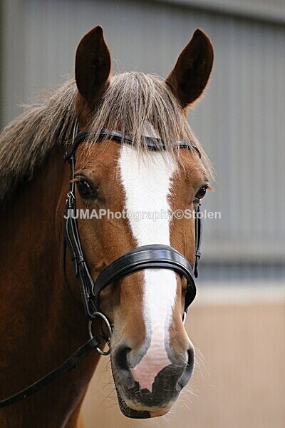 SIAL2392 - Sunday 14th Ridden