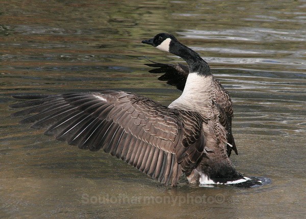 The Pose - Wildlife Wildlife
