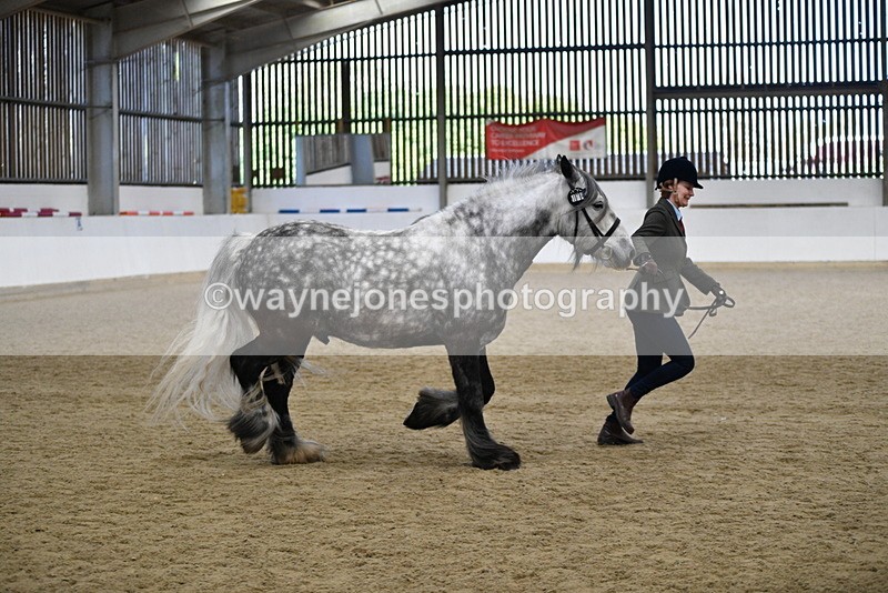 WJ5_5644 - Morning in hand Championship