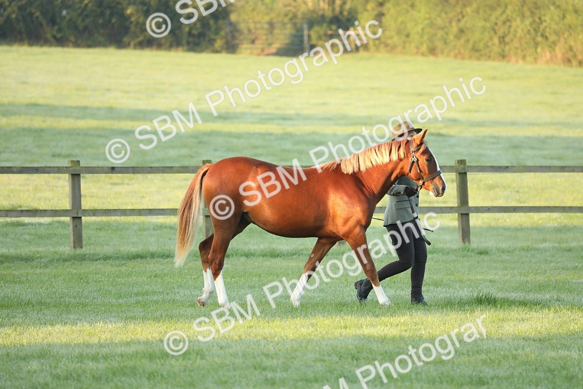 SBM_57772 - S42 - Youngstock