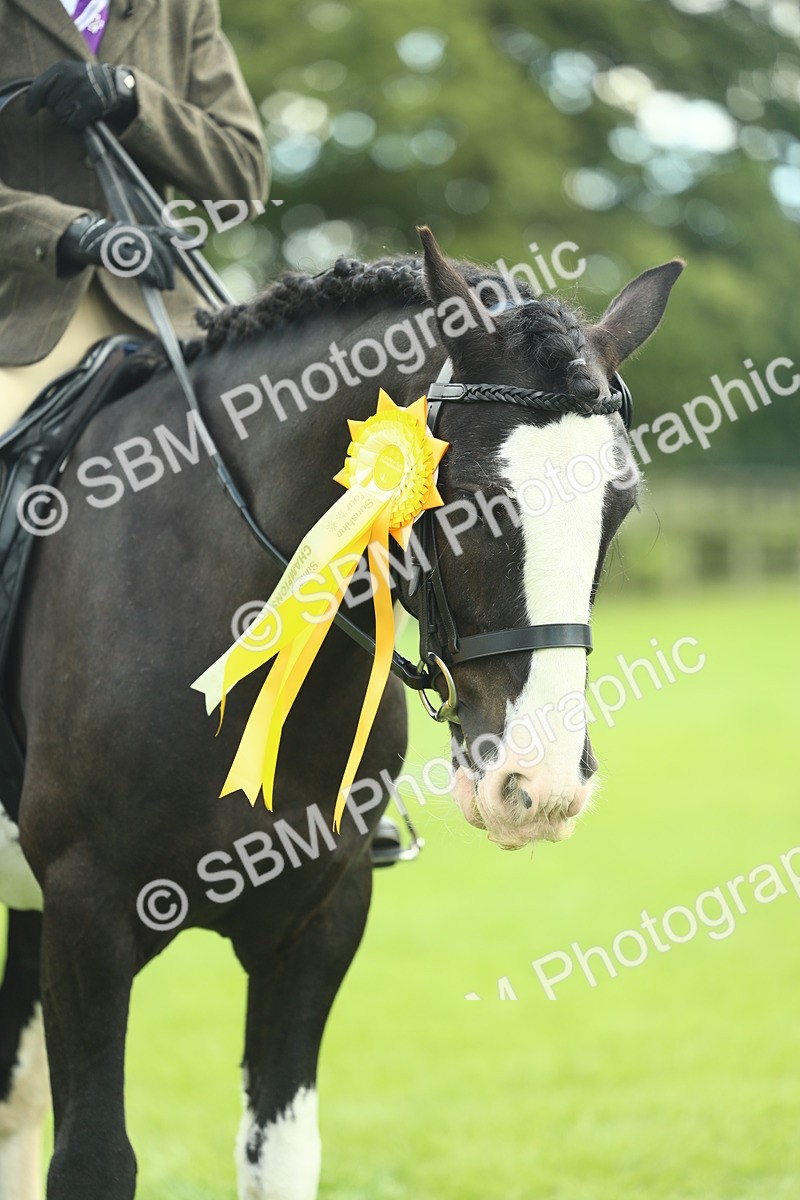 SBM_42200 - S29 - Novice & Newcomers Working Hunter Pony