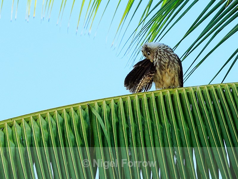 Yellow-headed Caracara preening, Palmar Sur, Costa Rica - Yellow-headed Caracara