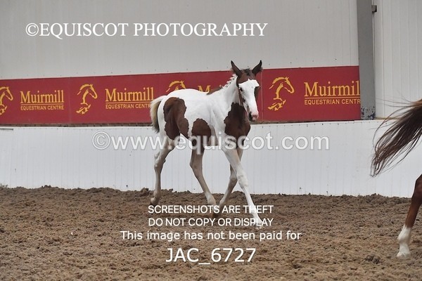 JAC_6727 - 15 Ziggy of Westoak