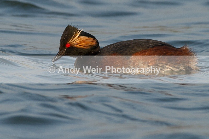 20110328-IMG_2964 - Black-necked Grebe