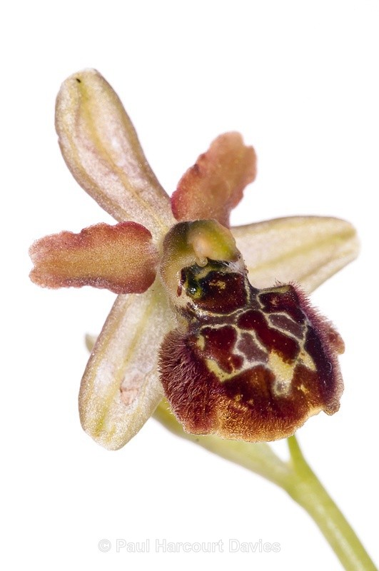  - WB: Orchids - Ophrys