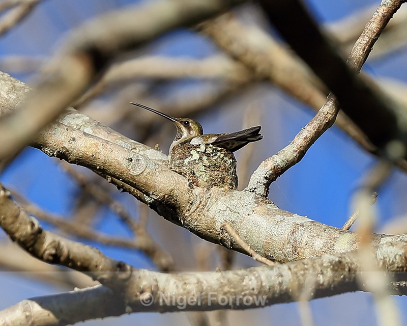 Plain-capped Starthroat (female) sitting in nest, Costa Rica - Plain-capped Starthroat