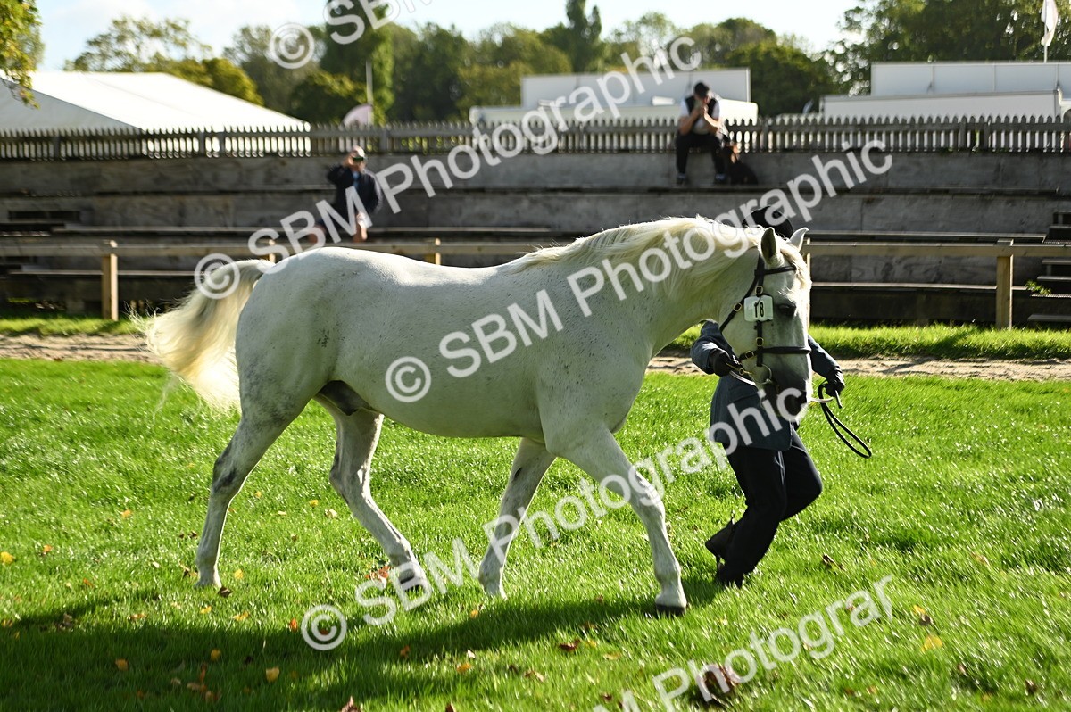 SBM_15914 - S1 - TSR in Hand Horse & Pony Showing