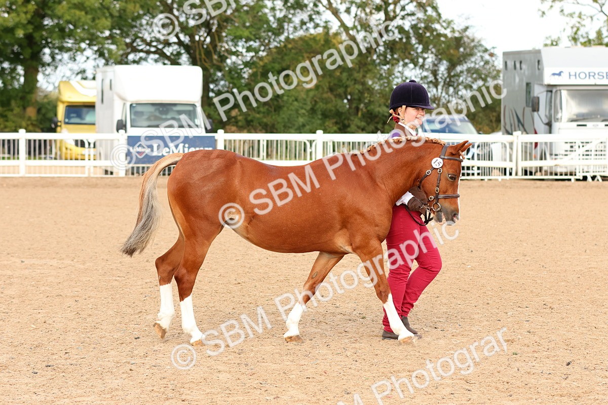 SBM_10166 - Class 205 - IH Show Pony - Show Hunter Pony