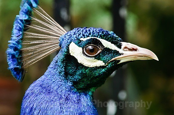 Male Peacock - Birds