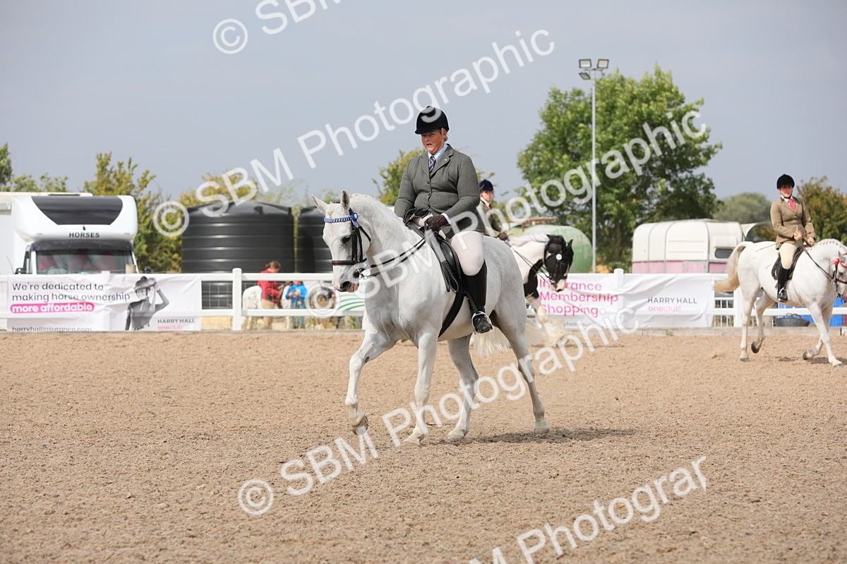 SBM_13350 - Class 308 Ridden Coloured Horse