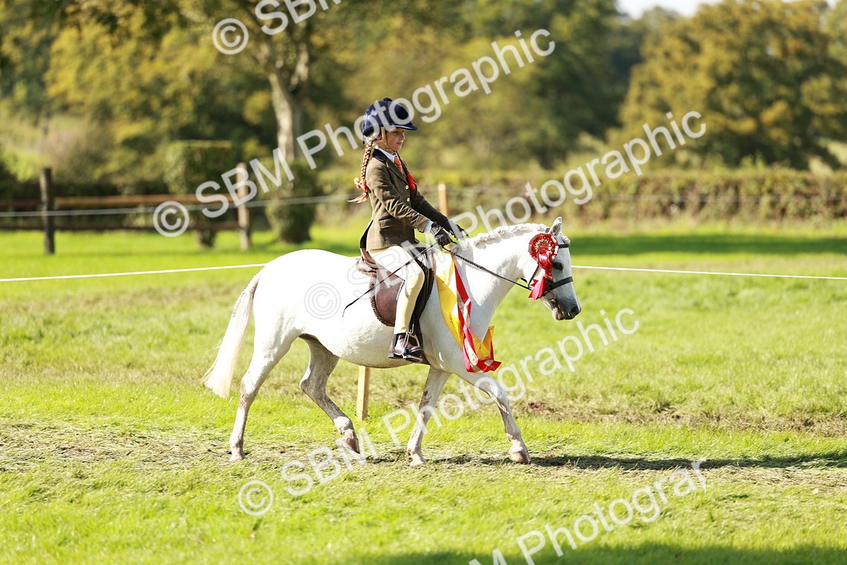 SBM_42225 - S32 - Mountain & Moorland Working Hunter Pony
