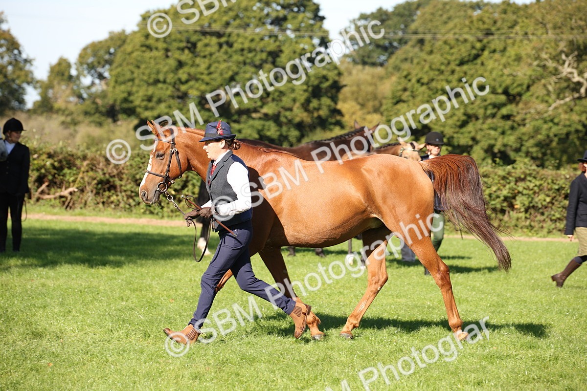 SBM_36608 - S10 - Best In Hand Horse & Pony