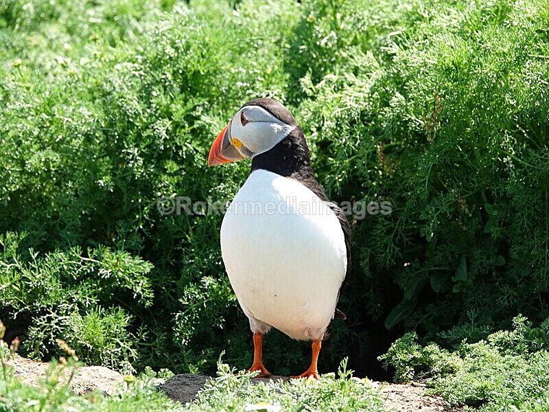 DSC00333 - Skomer 2019