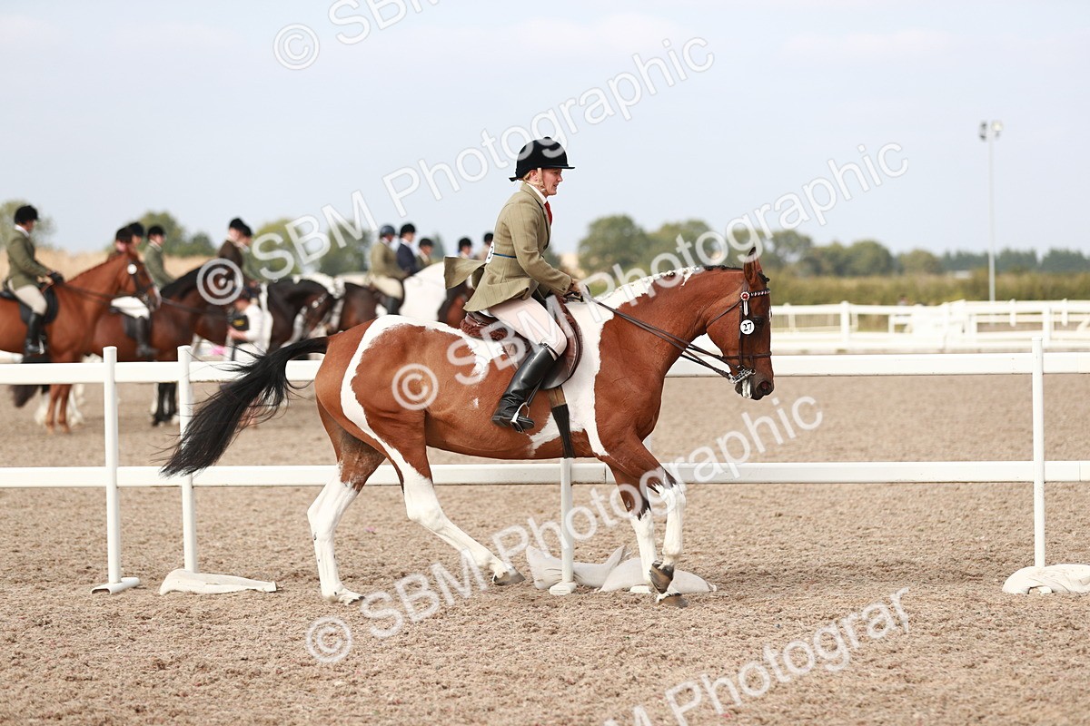 SBM_17503 - Class 215 Ridden Hack/ Riding Horse