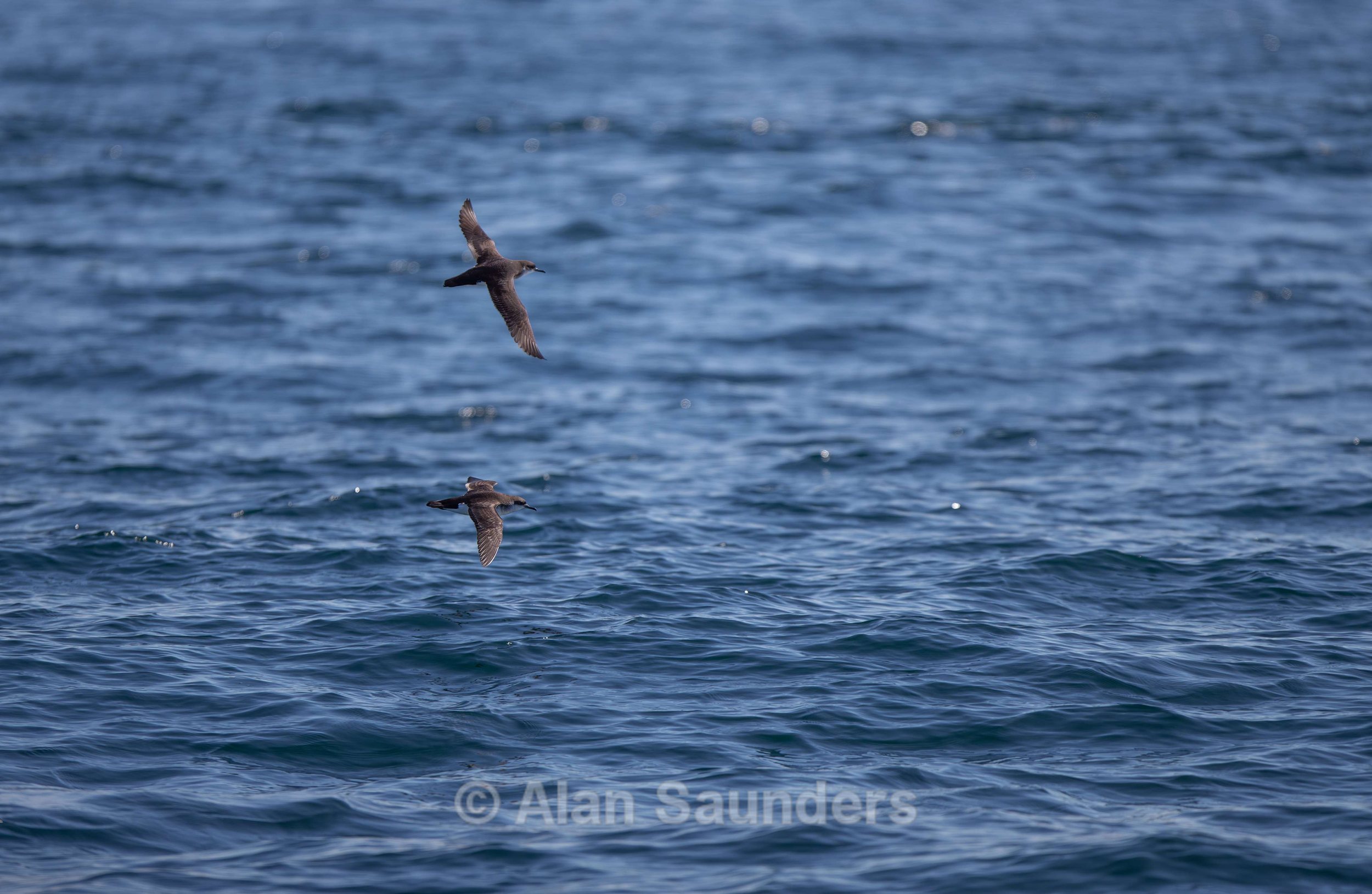 Manx Shearwater 10