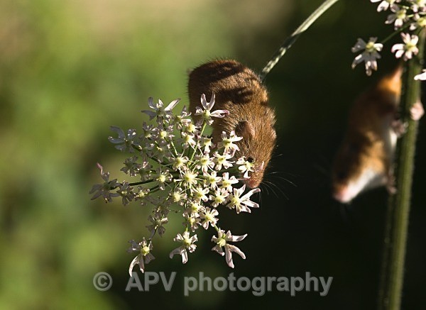 _DSC8288 - Bob's Harvest Mice.