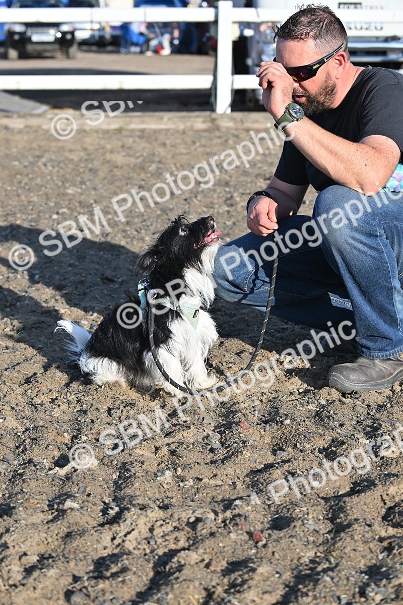 SBM_09367 - Lorry Dogs