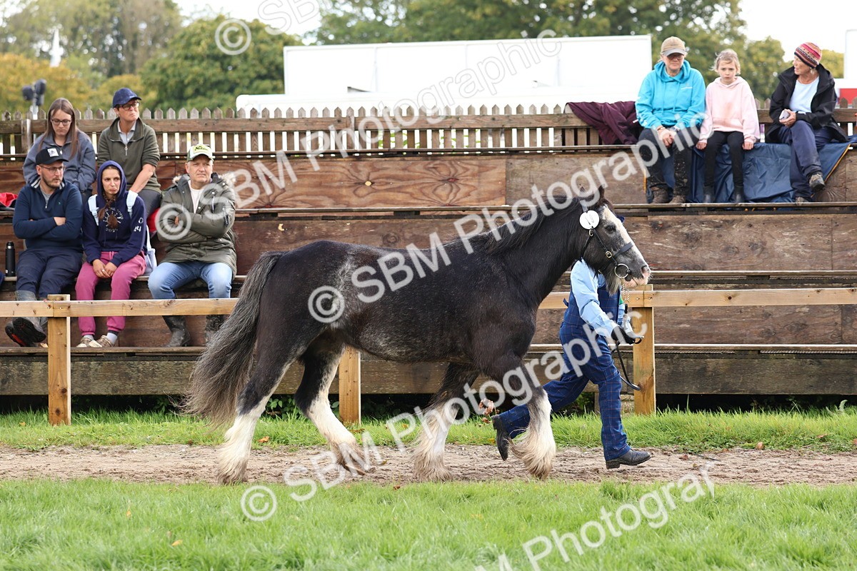 SBM_39432 - S24 - Young Veteran In Hand