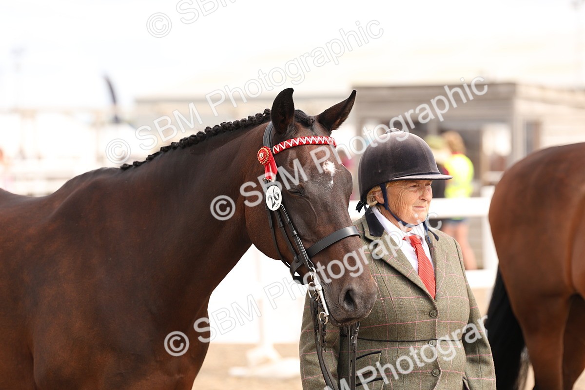 SBM_15387 - Class 210- IH Show Horse