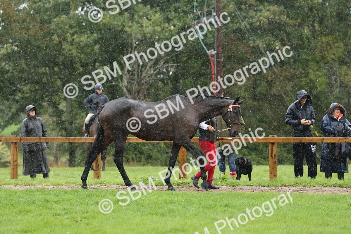 SBM_35335 - S10 - Best In Hand Horse & Pony
