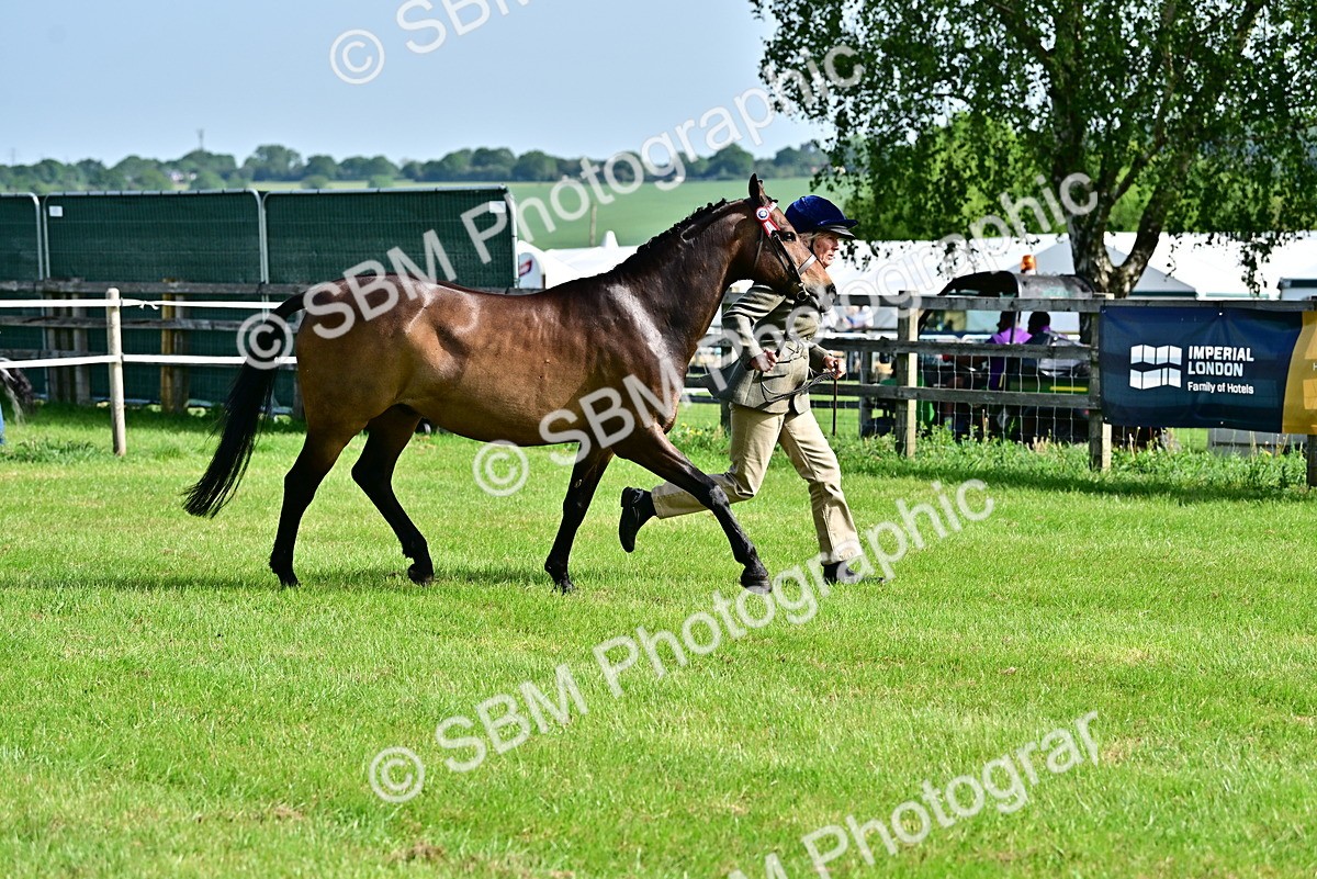SBM_00997 - Class 46-49 - Arab and Part Bed-Anglo Arab In Hand
